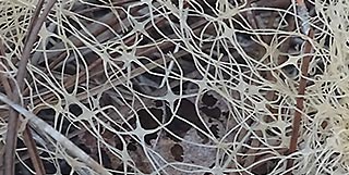 lichen as connectivity like neurons or the internet