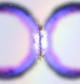 Wholeo symbol 2012, shifted