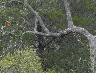 Into the Forest, detail with link to PNG 