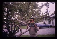 Leo eating D'anjou pear from tree in Fruitland