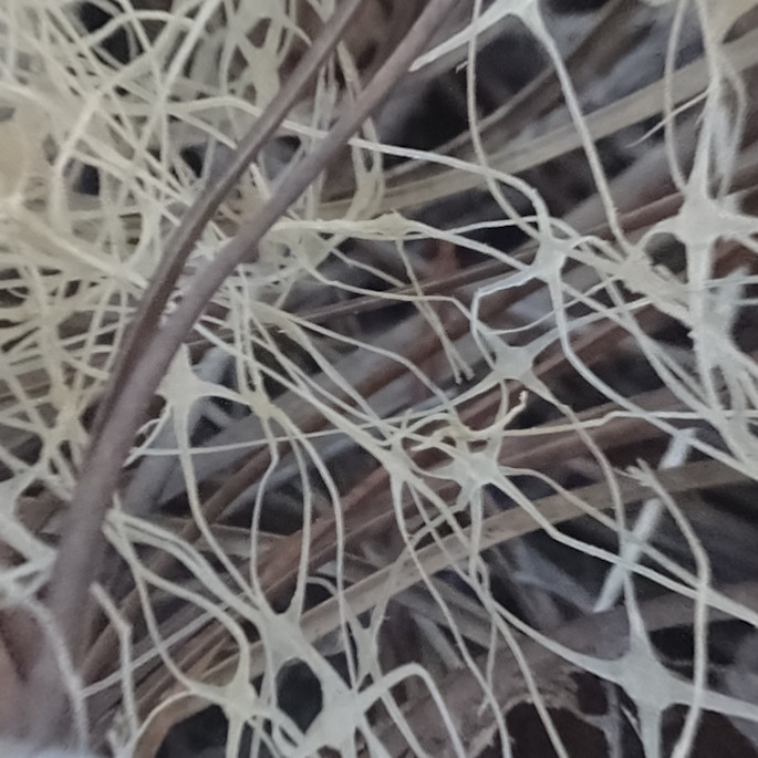Frame from the movie 'Peace is Interconnection"