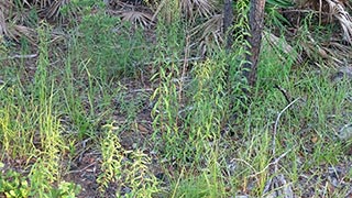 Goldenrod