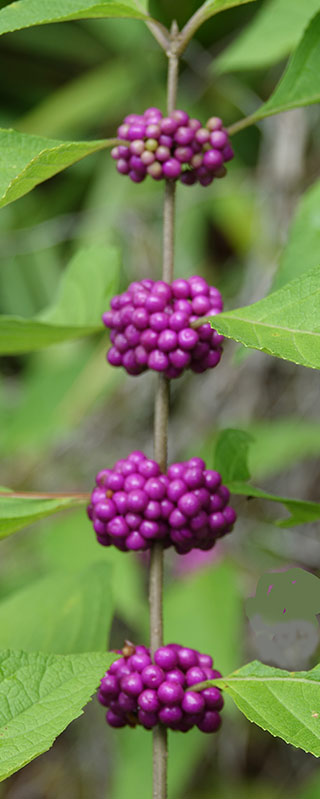 Beauty berry column