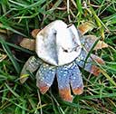earthstar