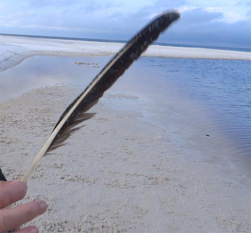 feather