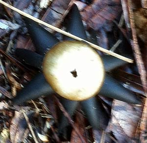 earthstar