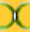 Wholeo symbol 2013, shaman seed