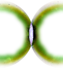 Shaman Seed as given on July 11