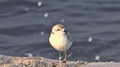 Bird syncing beam. Snowy plover is an endangered species.