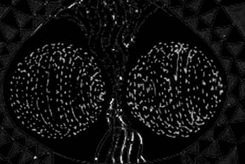 Spirit Coil, Open phase