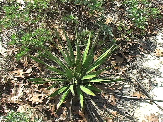 yucca
