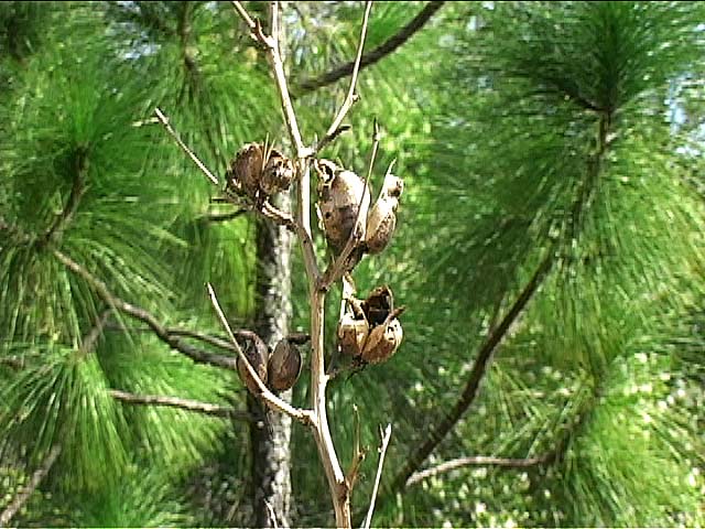 yucca seed pods