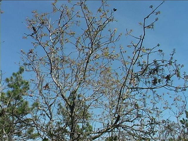Turkey Oak tree