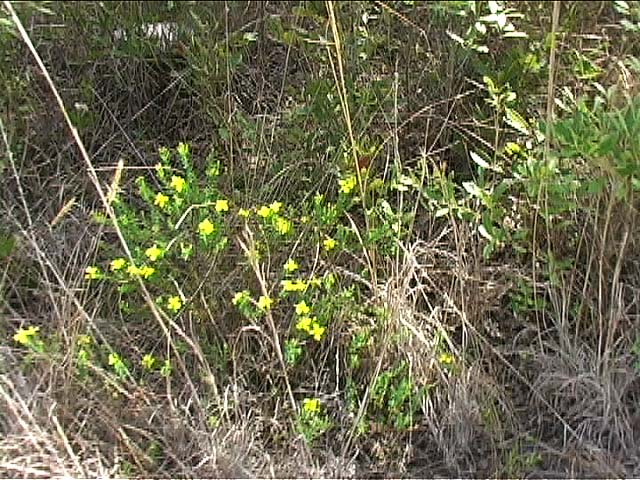 yellow flowers