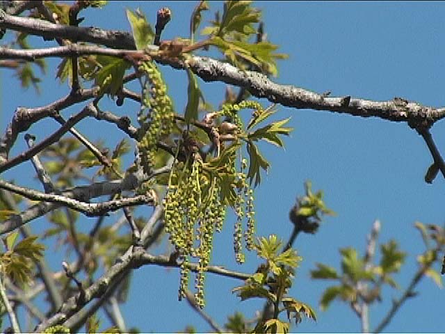 tree detail