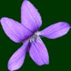 violet blossom