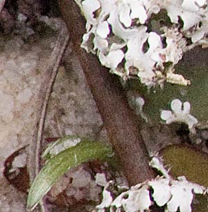 curly bunch detail