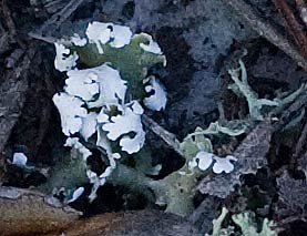 Cladonia prostrata detail