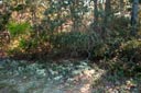 deer lichen 2012, 5-year checkup