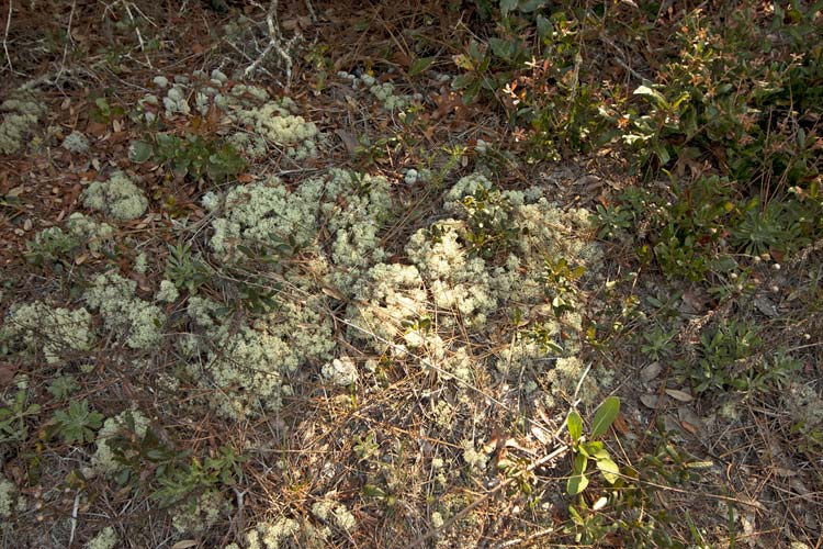 old growth deer lichen, closeup, 2012