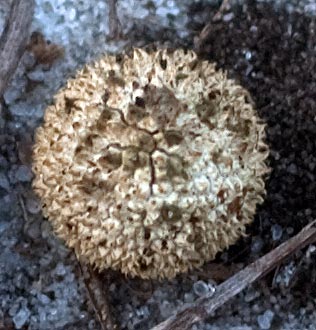 unknown ball