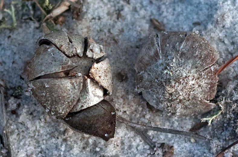 earthstars - opening and tipped