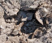 Earthball speaks, Dec. 23