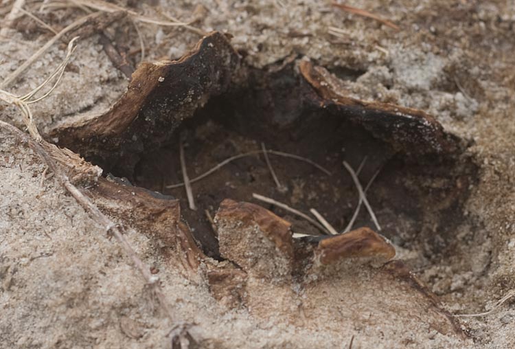 earthball