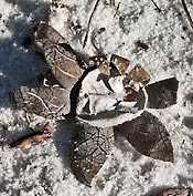earthstar