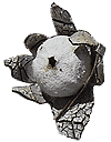 earthstar