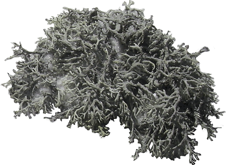 lichen