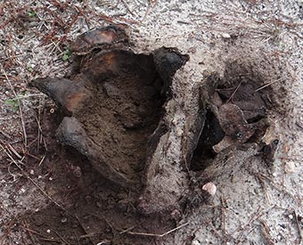 earthball named "Oink"