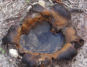 earthball named "Chant"