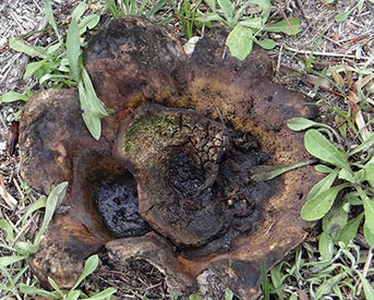 earthball named "Dimensons"