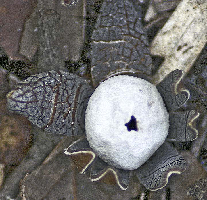 puffball12-5-08