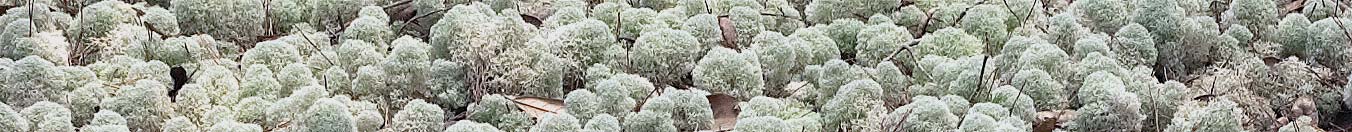deer lichen on Eglin AFB