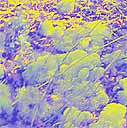 lichen evolution 2010-01-06