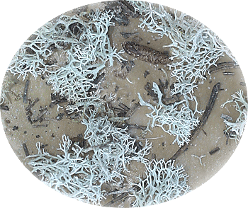 fragments of deer lichen