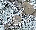 fragments of deer lichen