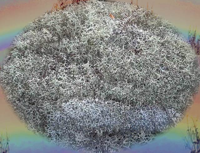 deer lichen