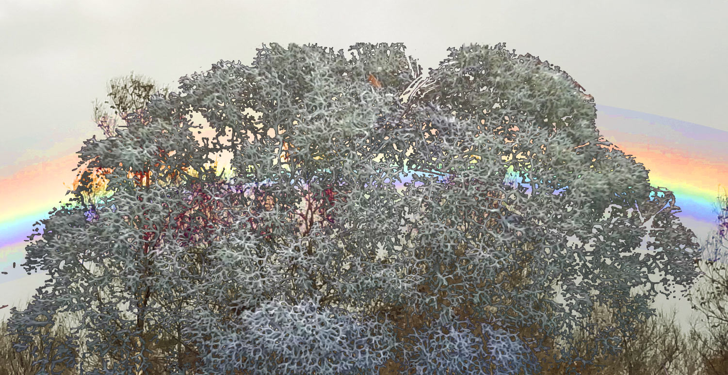 deer lichen & rainbow