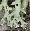 Cladonia perforata, an endangered species of reindeer lichen