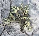 Perf, a fragment of Cladonia perforata