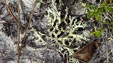 Cladonia perforata