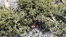 Cladonia perforata with other lichens