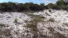 Rosemary scrub, a xeric environment