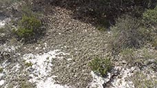 Cladonia perforata with Florida rosemary and False rosemary