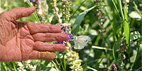Grandma and the butterfly
