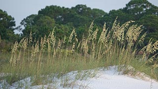 Green gold colors of sea oats on the beach, 7-25-2017