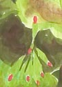 geranium